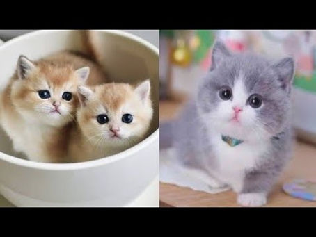 Funny Cats Videos | Cats new Funny Videos 2020 | Cute cat video