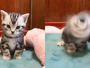 “Shake Shake” 🐱 Aww Funny Cats And Dogs Video 2020 | Pets Paws