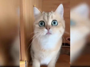 ❤😹 Baby Cats Cute and Funny Cat Videos Compilation 2020 😂 #25❤