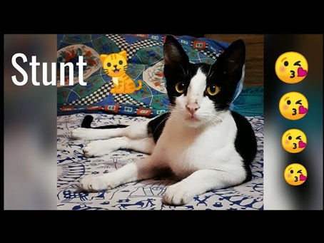 BEST CAT MEMES COMPILATION OF 2020 W/FUNNY CATS VIDEOS