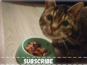 funny cats 2020