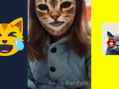 😂Funny Cat 😻 And Other Funny Animals 🐶🦊🐹🐮🙉 Compilation | Funny Cat Fails 🐵🙈🙉🙊 | funny cat
