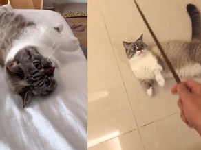 Funny Cats – Cute and Funny Cat Videos Compilation 2020 #1 😻