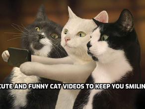 cute and funny cat videos | cute cat videos | cute cats | try not to laugh