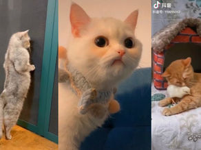 Cats being..Funny Cat Videos~😼FUNNY Tiktok Compilation! PART 33