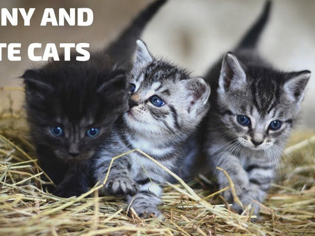 Funny & Cute Cats Compilation 🤣 #1