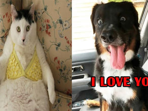 Secret Life of Pets – Funny animal Videos 2020 | Pets Club