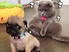 Cute Funny And Smart Animals – Dogs And Cats Video 2020 | Pets Paws