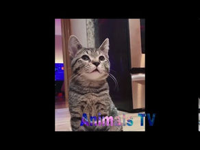Baby Cats – Cute and Funny Cat Videos Compilation 2020