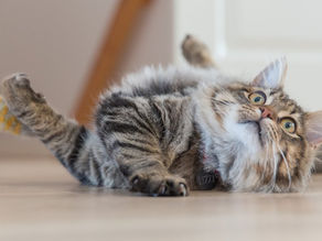 Funny video🐱🐶 Funny Animals Collage for funny cats – 2020😂😂😂#Cats #Kittens #Cute #Ani