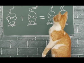 Top 10 Funny Cat Videos – Funny Cats 2020