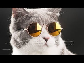 New funny cats videos, new funny animals compilation 2020