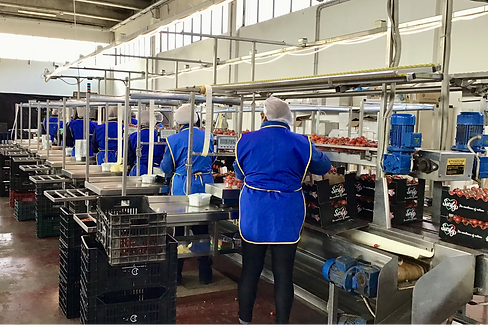 linea di lavorazione