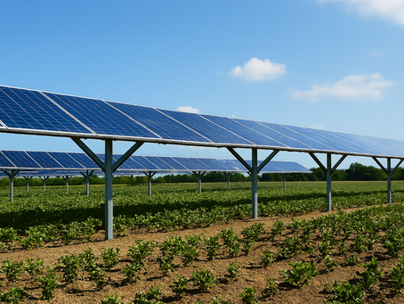 Agrivoltaico Vigneto: Guida Completa per Produrre Vino ed Energia Rinnovabile