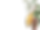 Illustrazione di frutti di cacao su fondo nero.