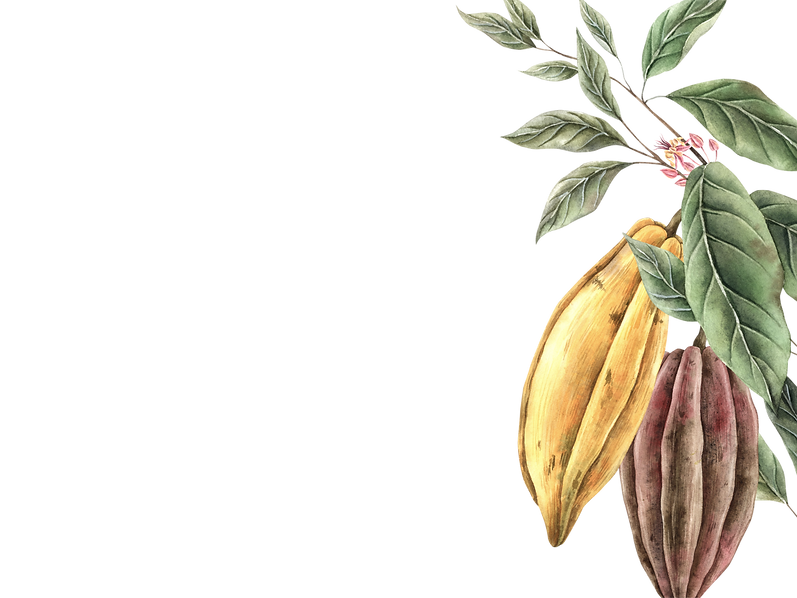 Illustrazione di frutti di cacao su fondo nero.