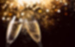 AdobeStock_293552025.jpeg