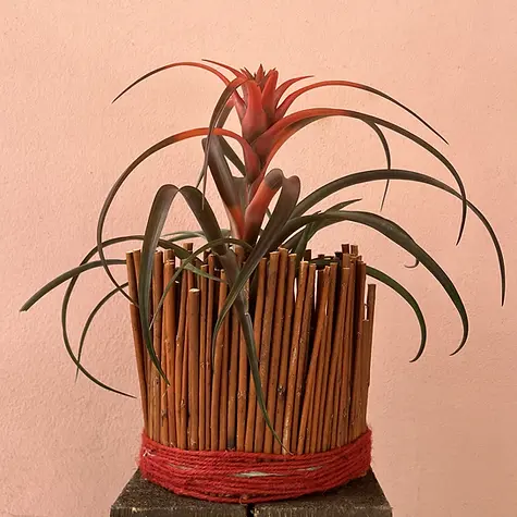 Pianta di Bromelia in vaso decorativo di bastoncini