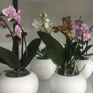 Piantine di orchidee Carpaneto Piacentino