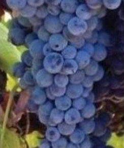 vivai-donato-crespina-lorenzana-205-1920w (1)