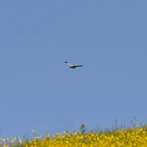Falco in volo sopra un campo di fiori gialli