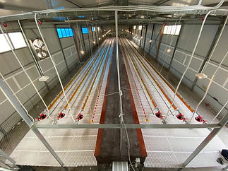 Nidi innovativi per galline