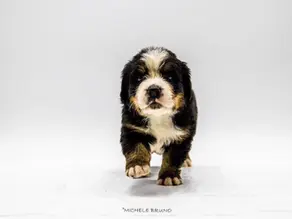 Cuccioli: cominciamo bene...la prima visita veterinaria