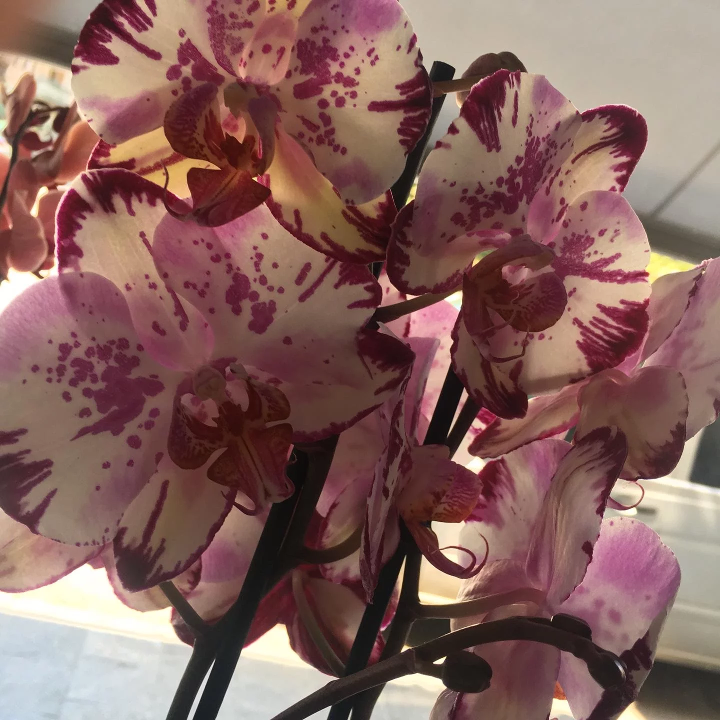 Fornitura di piante Bouquet per ricorrenze Carpaneto Piacentino