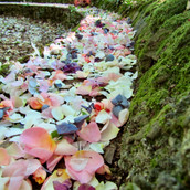 Petali-mix-nel-bosco-.jpeg
