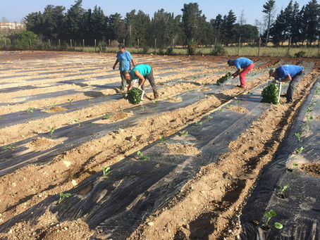 La melanzana che non si ferma mai: produzione estiva firmata Speranza Srl