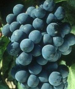 vivai-donato-crespina-lorenzana-199-1920w