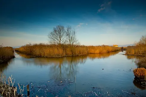 Paesaggio delle paludi di Fucecchio con canneti dorati.