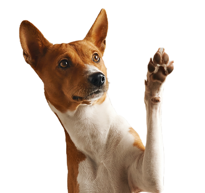 Dog Waving Paw_edited.png
