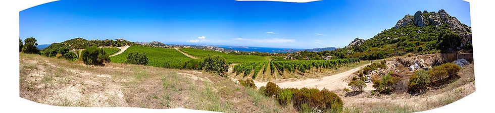 Vigneto Matteu - Cannigione MASTER.jpg