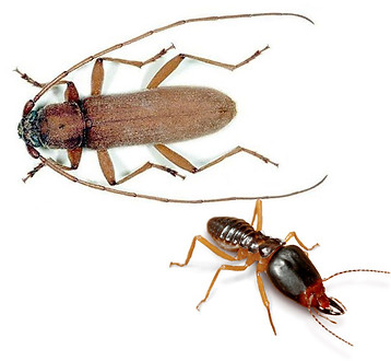 disinfestazione tarli termiti