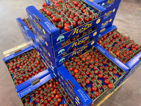 pomodoro ciliegino in pedana 2.jpg