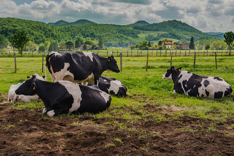 Mucche al pascolo in una fattoria tra le colline verdi.