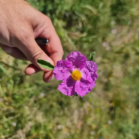 Mano che tiene un fiore di Cisto rosa in un prato