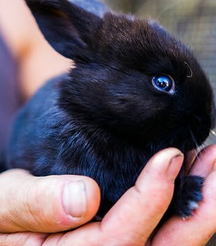 black-rabbit-2389073.jpg