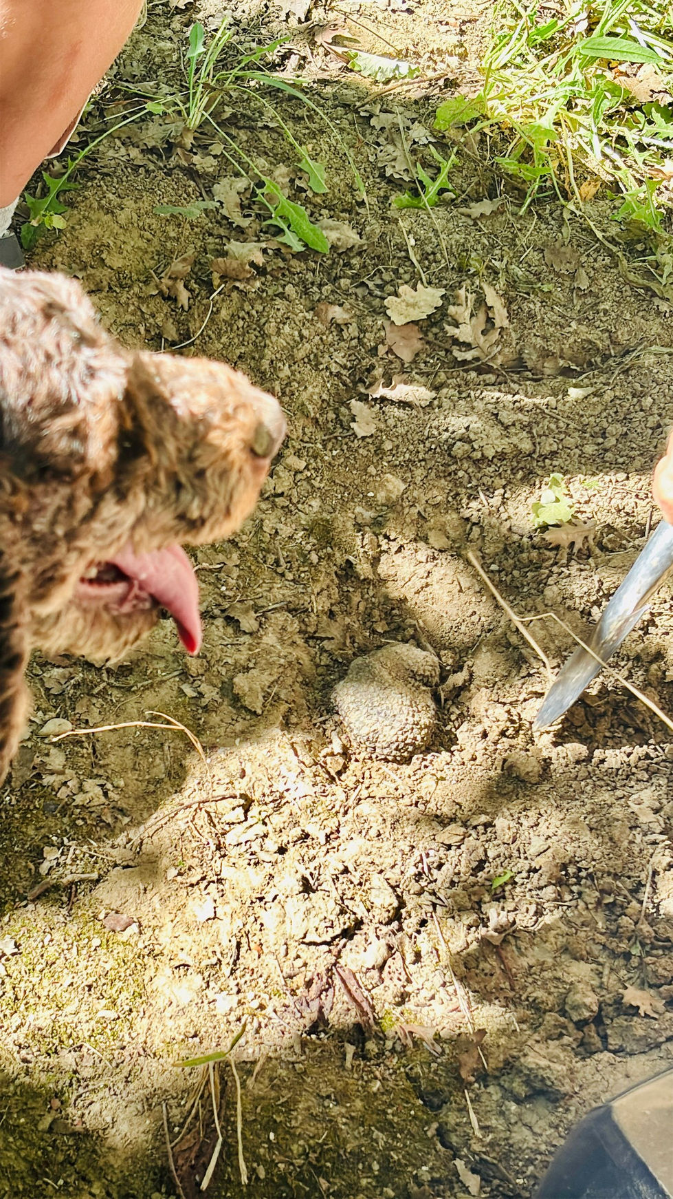 3 Sommelier del Tartufo - The Lord of Truffle.jpg