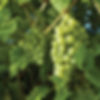 Grape Vine