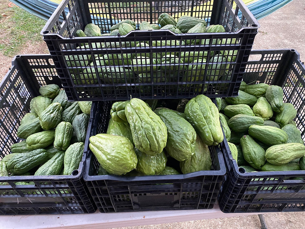Thumbnail: Chayote seed