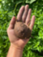 Thumbnail: Groundnut