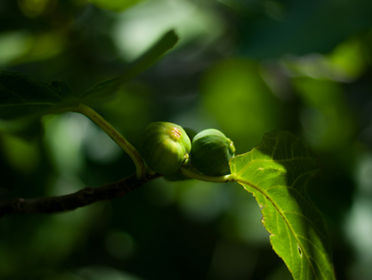 Fig Trees and Dry Bones Don’t Have Ears