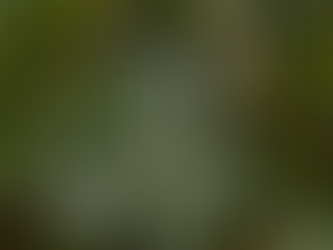 Close-up of soft green leaves and plants in natural light with overlaid text reading “Weekly Divine Boost — Abundance loves a regulated nervous system” and the website kbcreativenc.com.