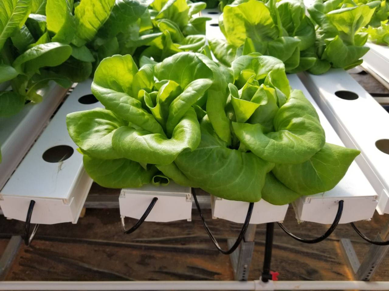 Butterhead Lettuce
