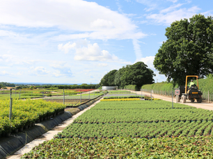 Johnsons Celebrates Fourth Consecutive Year Of Plant Healthy Accreditation