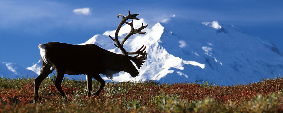 Reindeer walking across alpine tundra with snow-capped mountain peaks in the background under a clear blue sky.