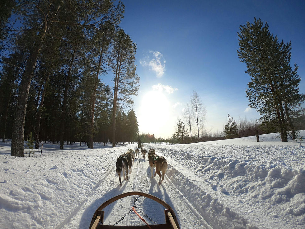 Husky Sledging