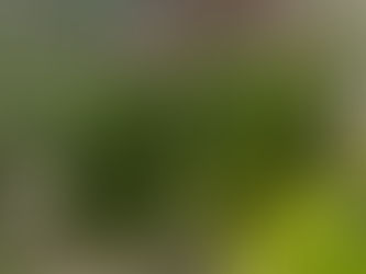 What Humedales Taught Me About Waste, Water, and the Intelligence of Nature